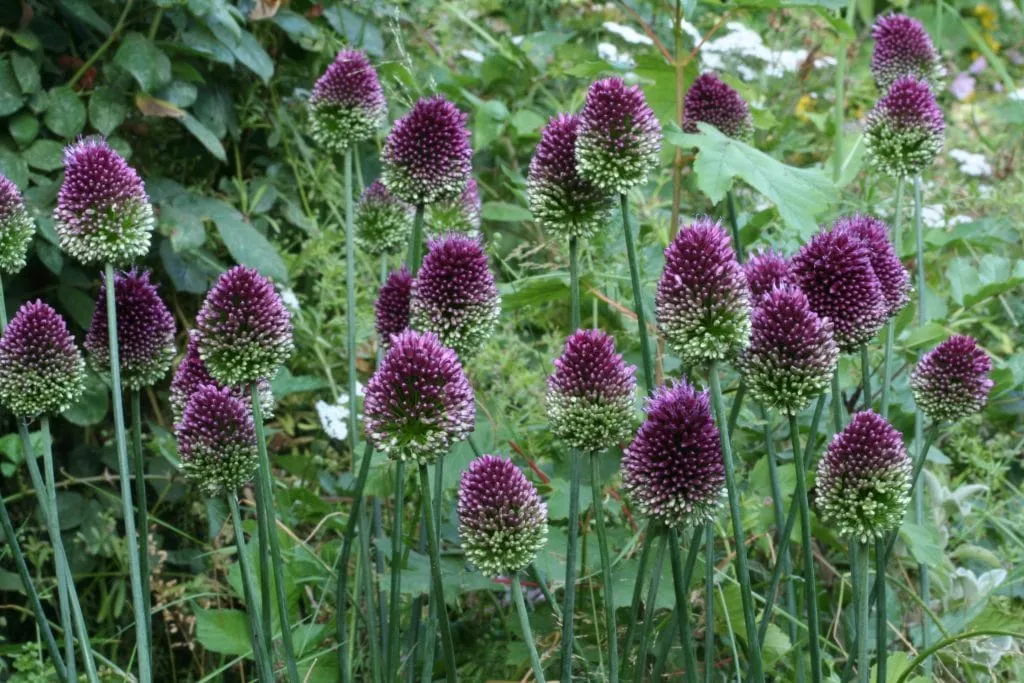 Allium Sphaerocephalon in garden