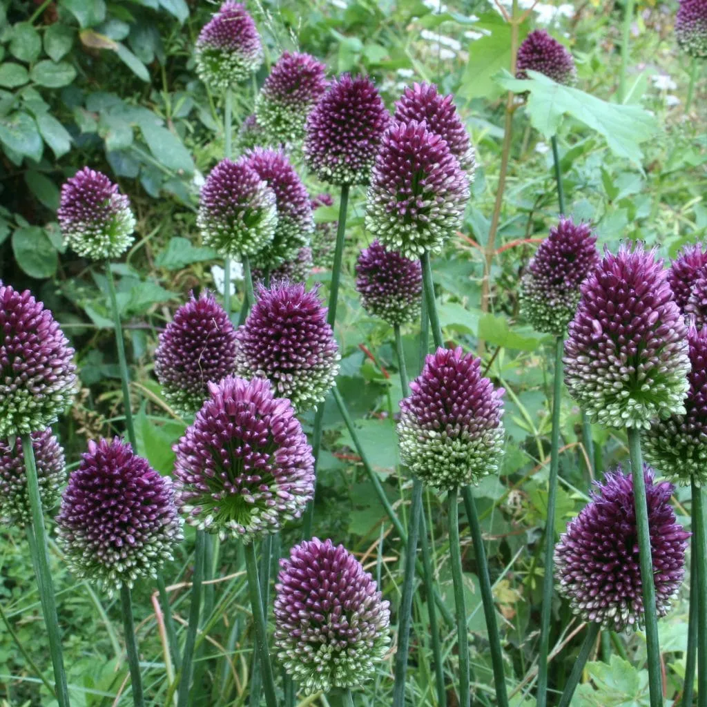 Allium Sphaerocephalon from Colorblends