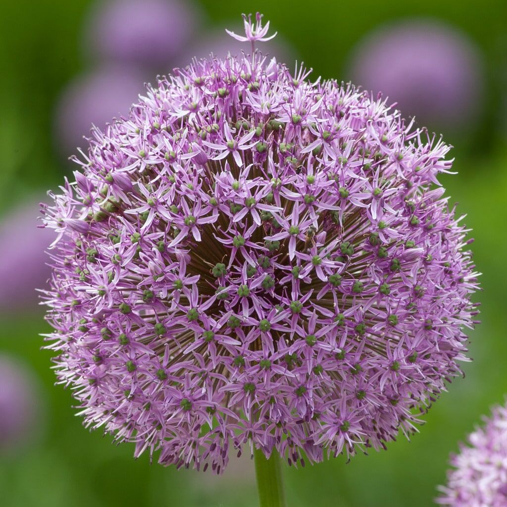 Allium Gladiator from Colorblends