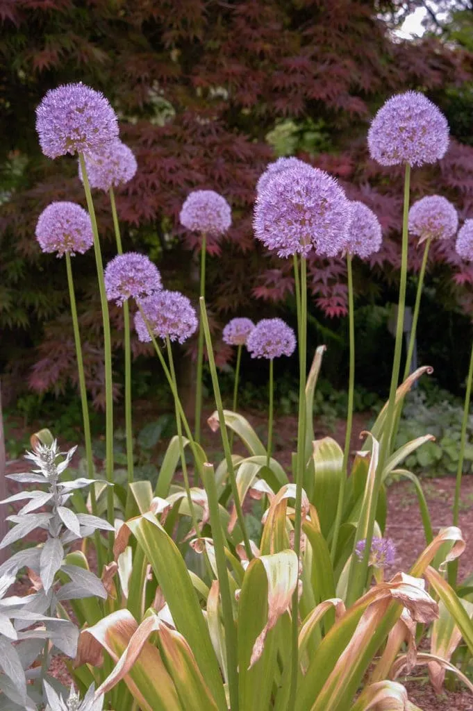 Allium Gladiator growing in the garden