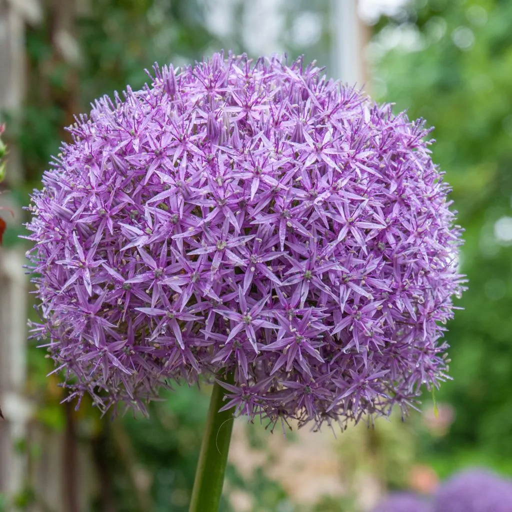 Allium Globemaster from Colorblends