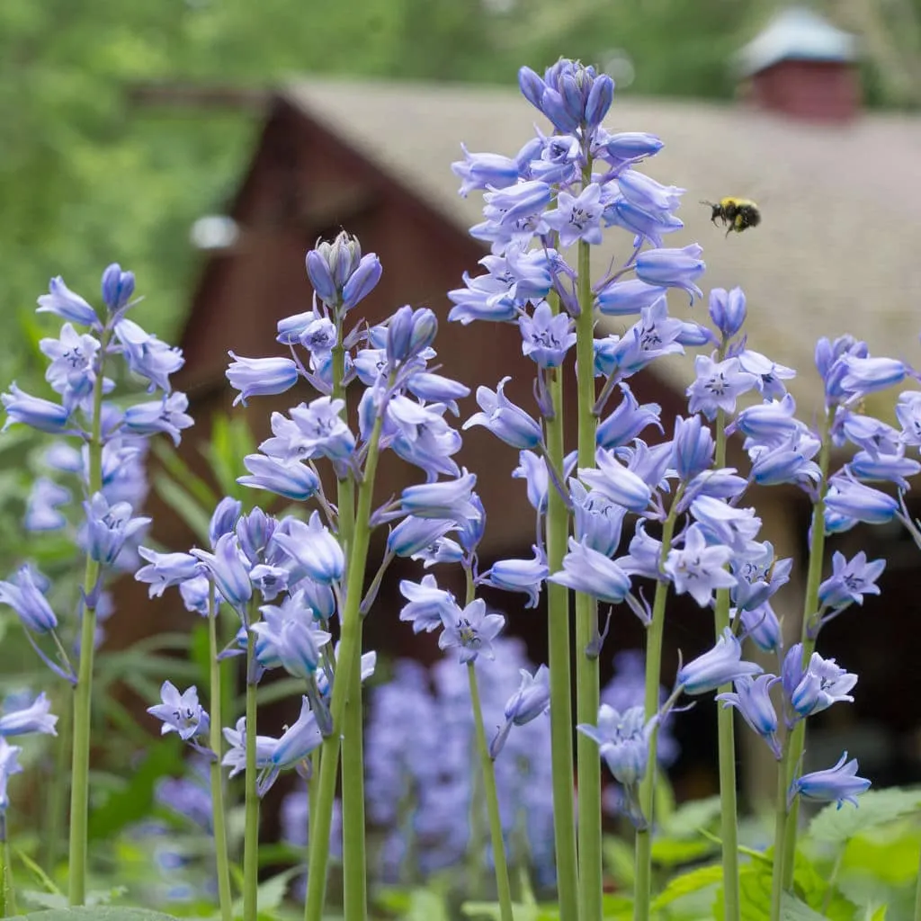 Spanish Bluebells from Colorblends