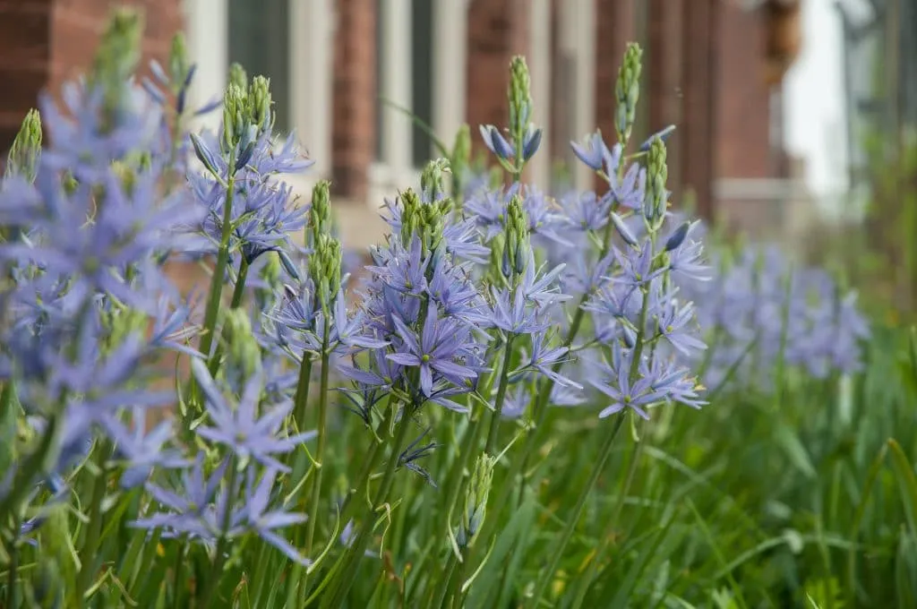 Camassia growing in garden
