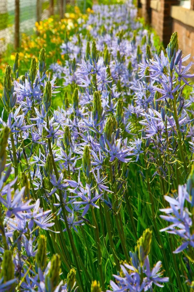 Camassia growing tall