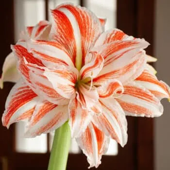 Dancing Queen Amaryllis from Colorblends