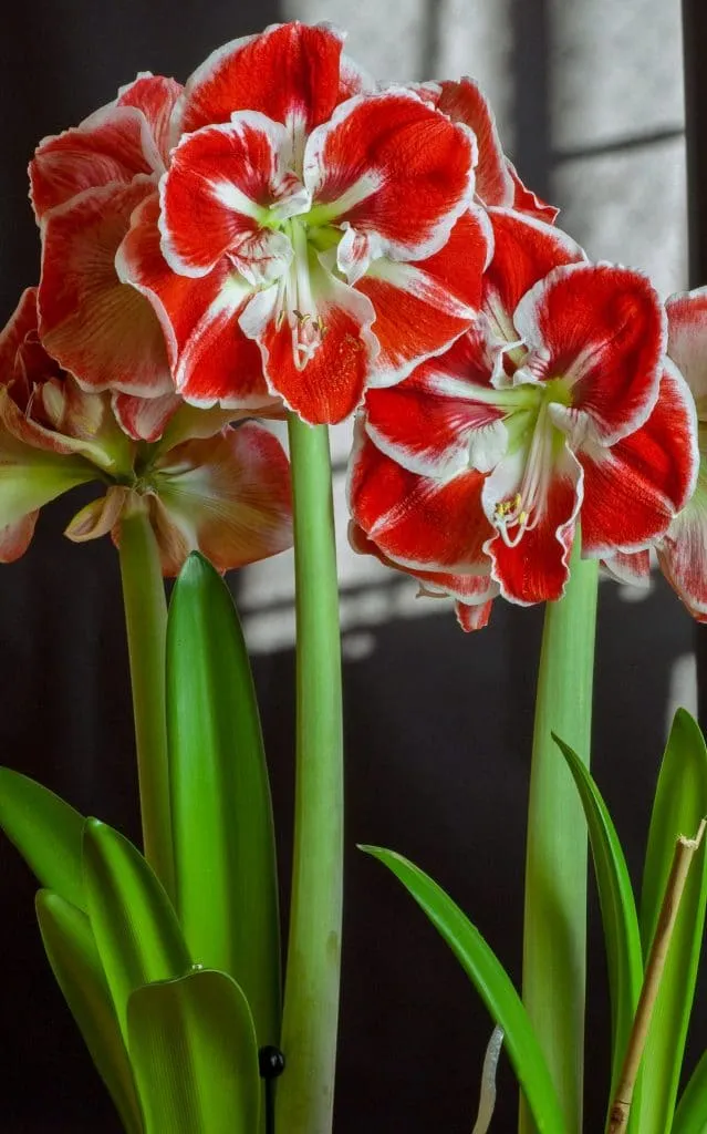 Samba Amaryllis growing