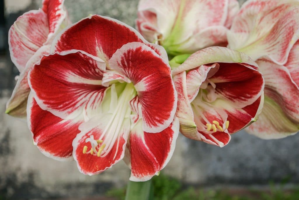 Samba Amaryllis indoors