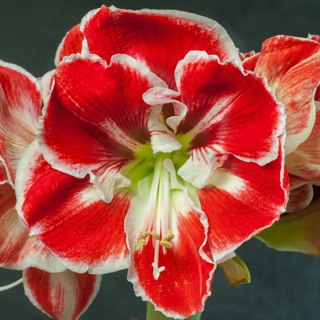 Samba Amaryllis Bulbs Colorblends