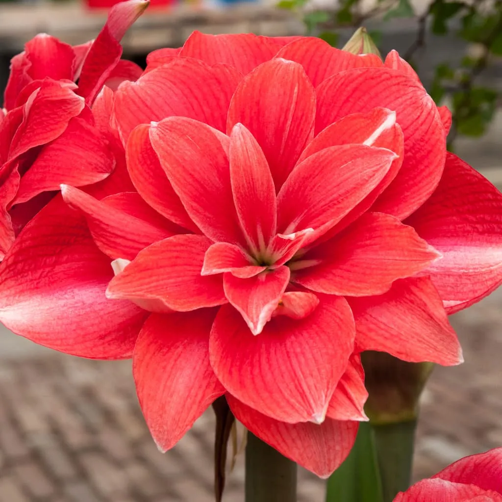 Double Dream Amaryllis from Colorblends