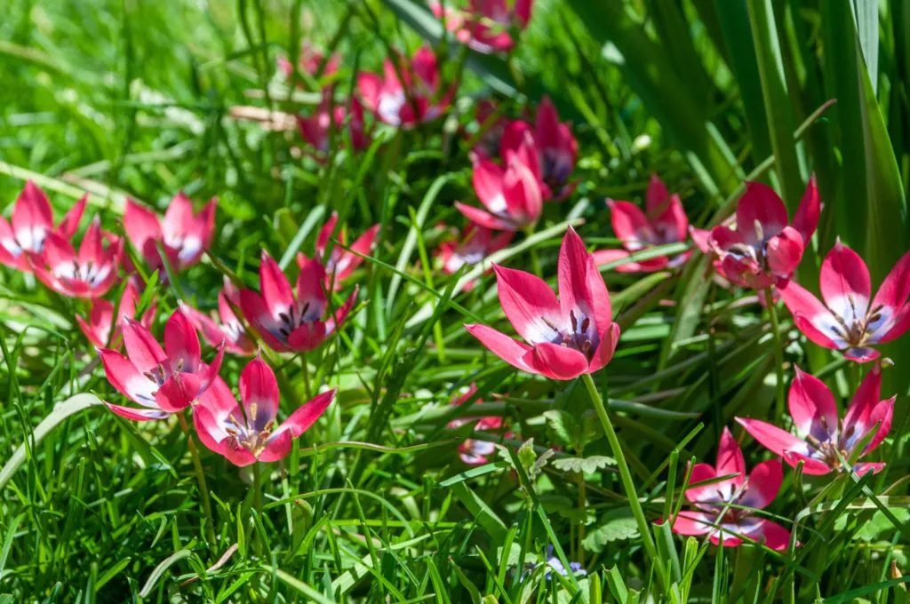Little Beauty Tulips in sun