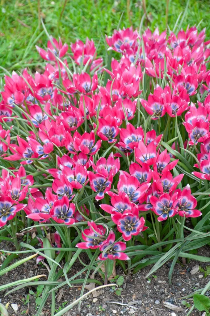Little Beauty Tulips in group