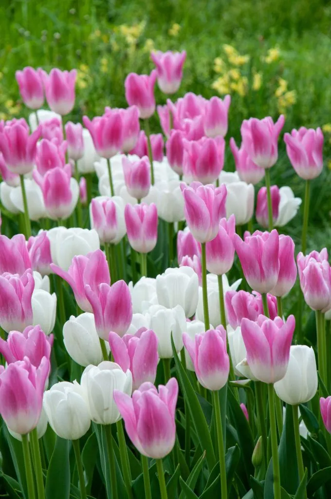 Zephyr Tulip in sun