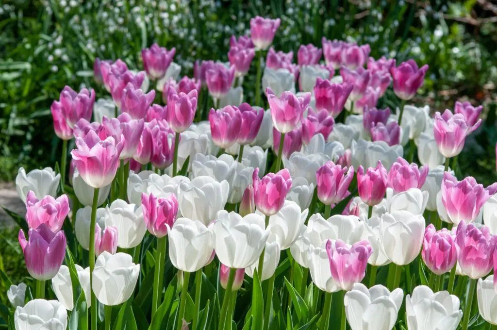 Zephyr Tulip in group
