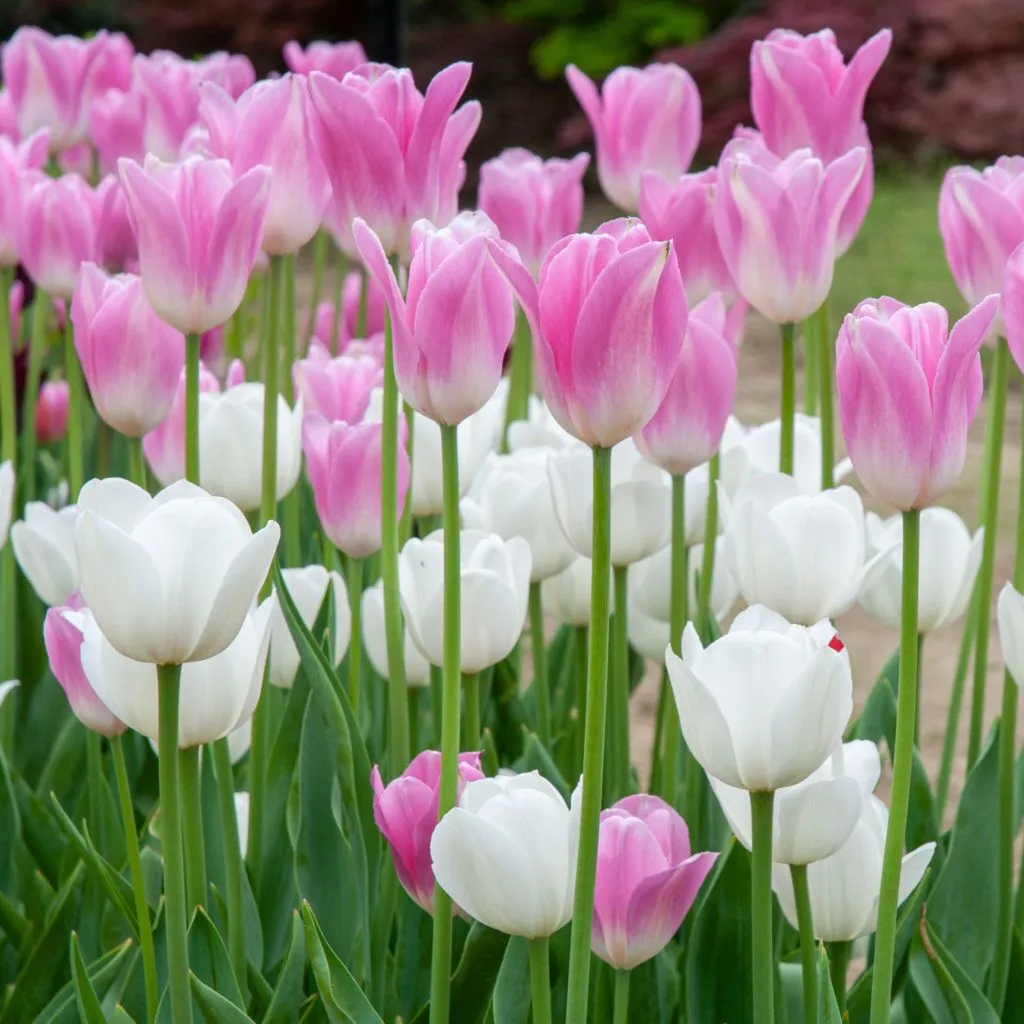 Zephyr Tulip from Colorblends