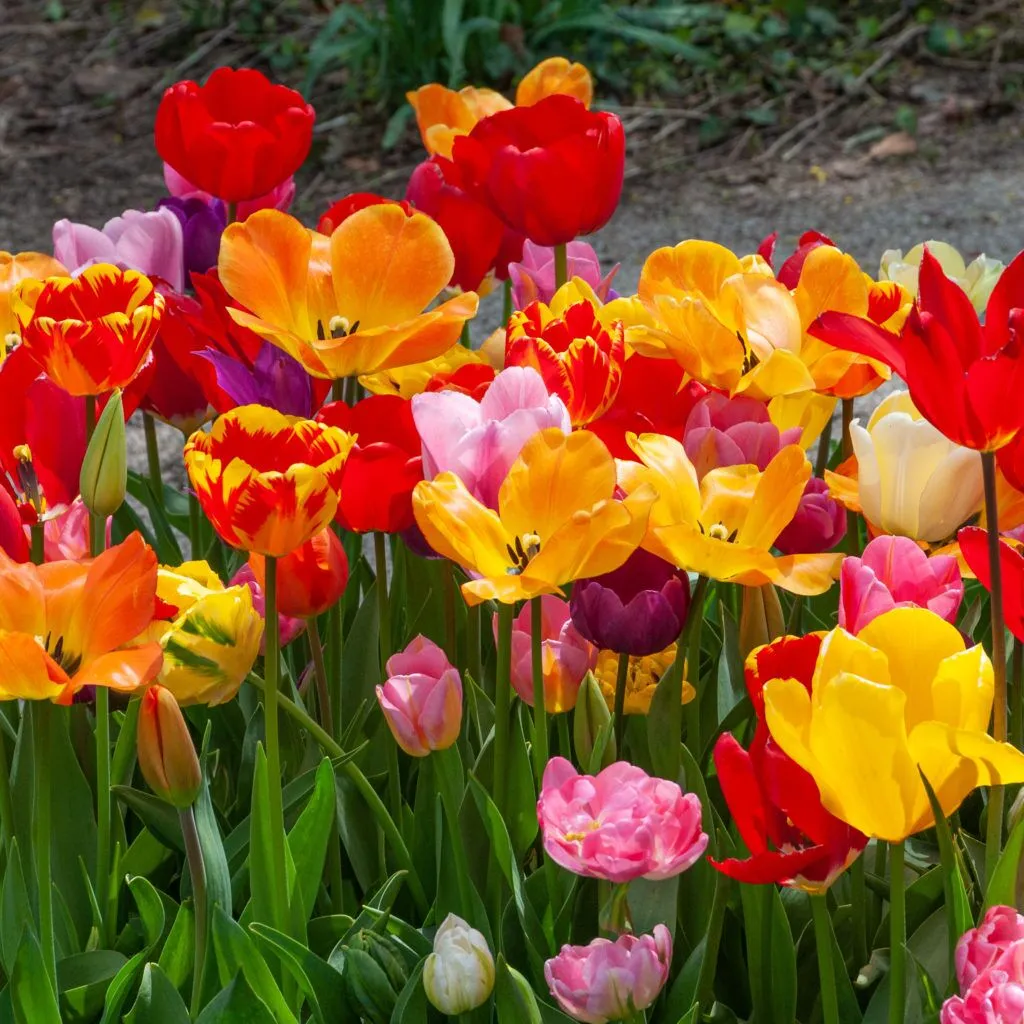 All-Everything Tulip Mix from Colorblends