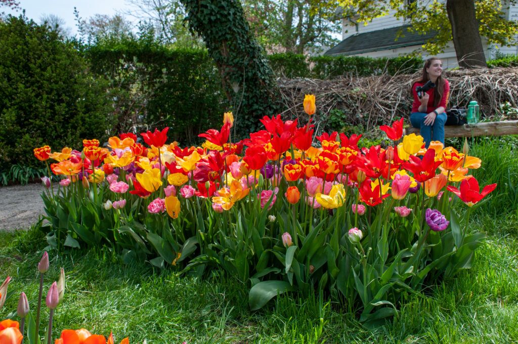 All-Everything Tulip Mix planted in a rectangle plot