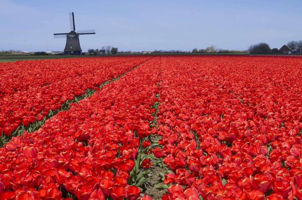 Tulips in Holland