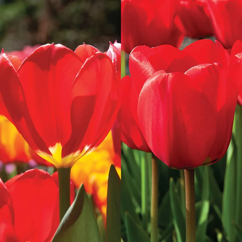 Red Squared Tulips from Colorblends