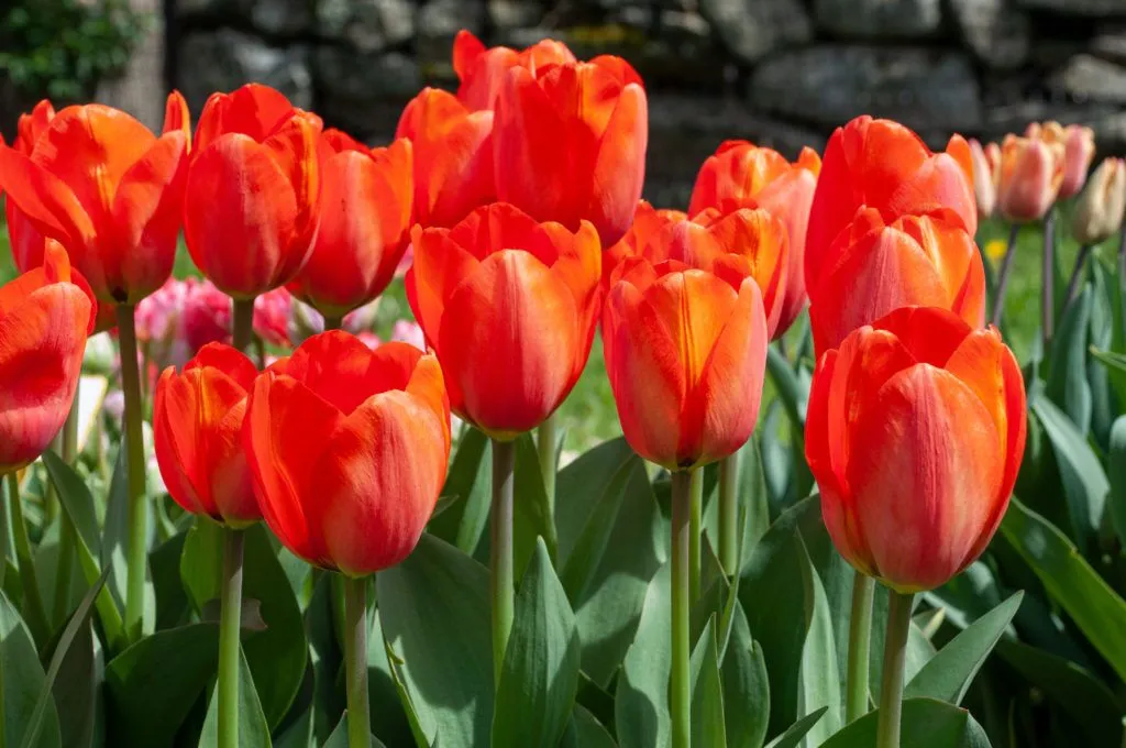 Orange Balloon Tulips in the garden