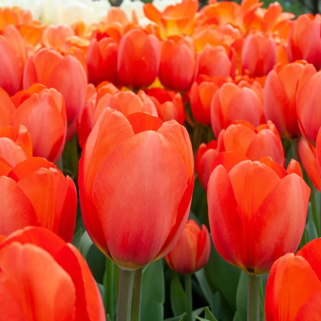 Orange Balloon Tulips from Colorblends