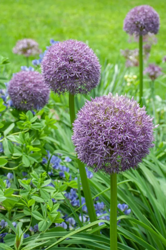 Allium Pinball Wizard group