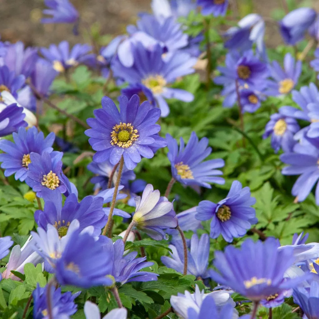 Anemone Blue Shades from Colorblends