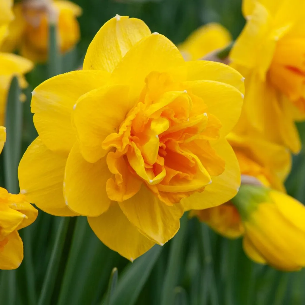 Double Sunrise Daffodils