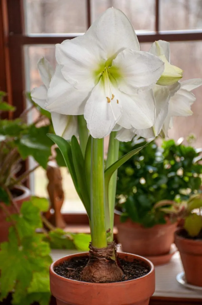 White Candle Amaryllis in pot
