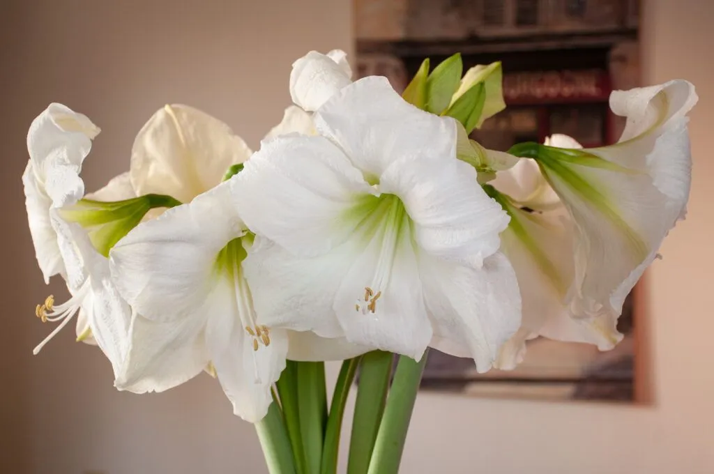 White Candle Amaryllis inside