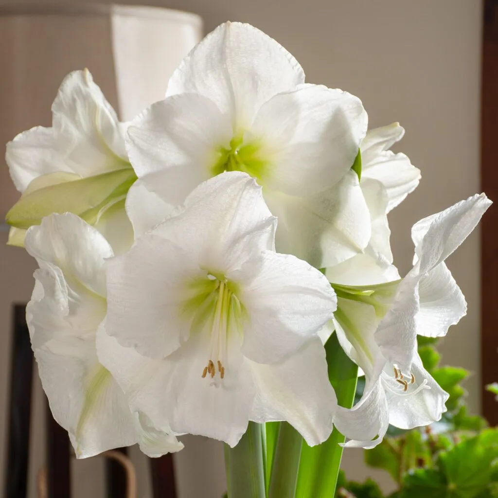 White Candle Amaryllis from Colorblends