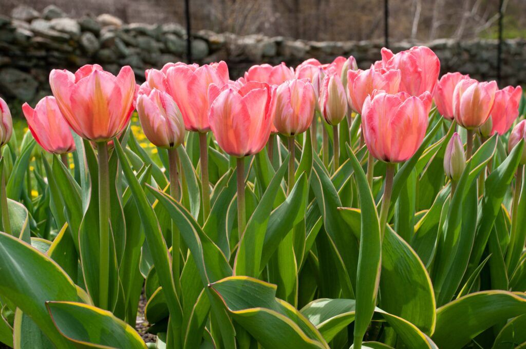 Design Impression Tulips in sun