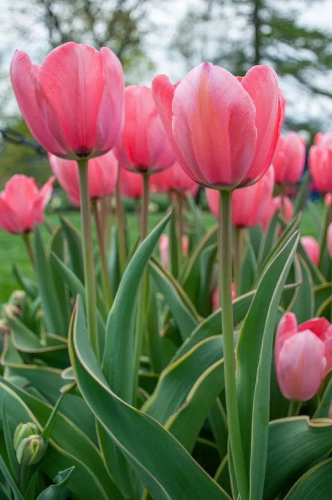 Design Impression Tulips in garden