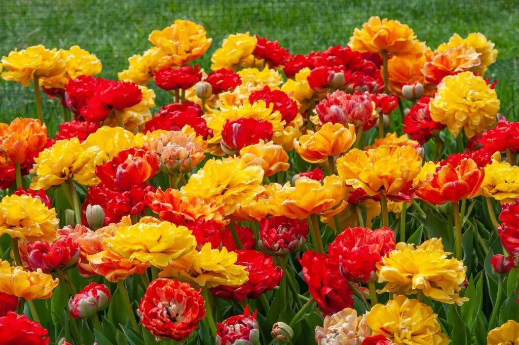 Mucho Gusto Tulip group