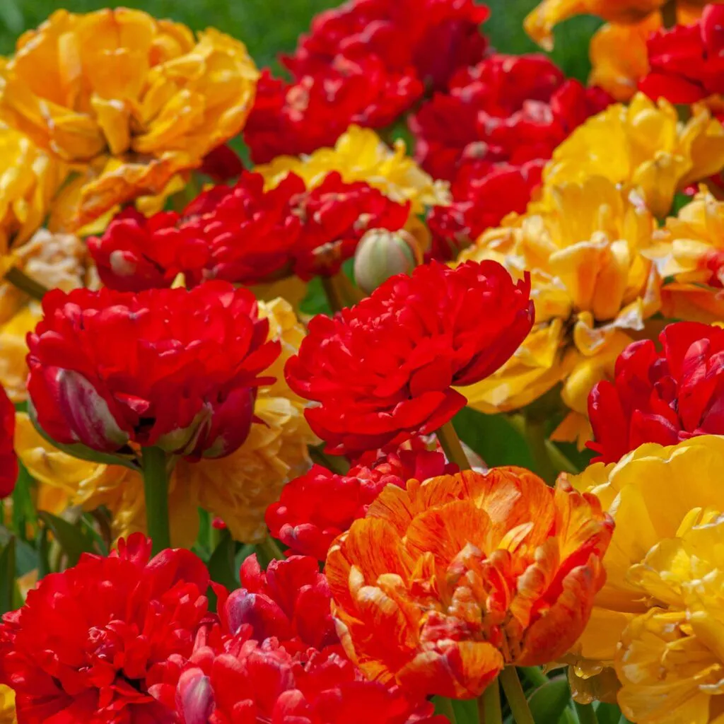 Mucho Gusto Tulip Blend from Colorblends