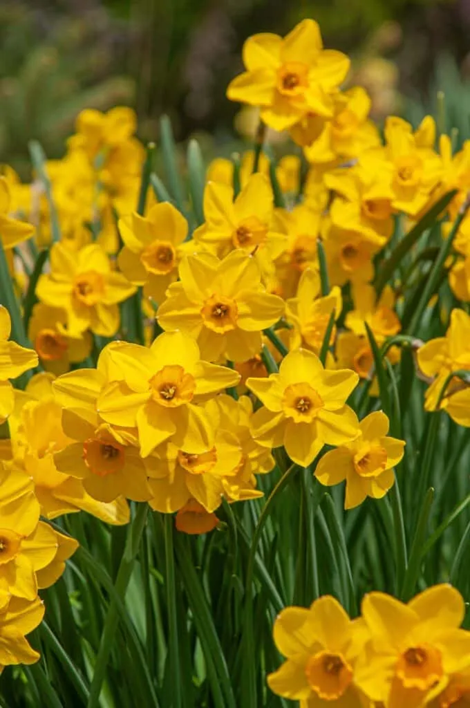 Daffodil Cornish Dawn from Colorblends growing