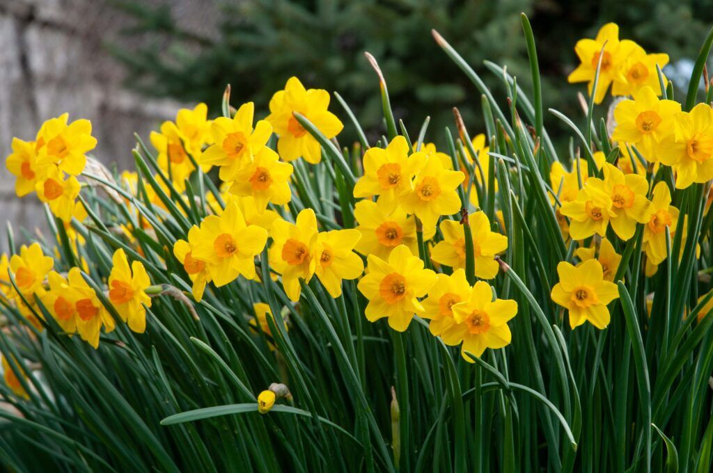 Daffodil Cornish Dawn from Colorblends in garden