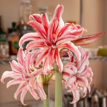 Doublet Amaryllis from Colorblends