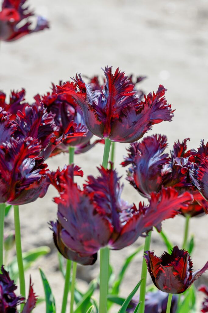 Black Parrot Tulips planted