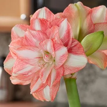 Beautiful Emotion Amaryllis from Colorblends