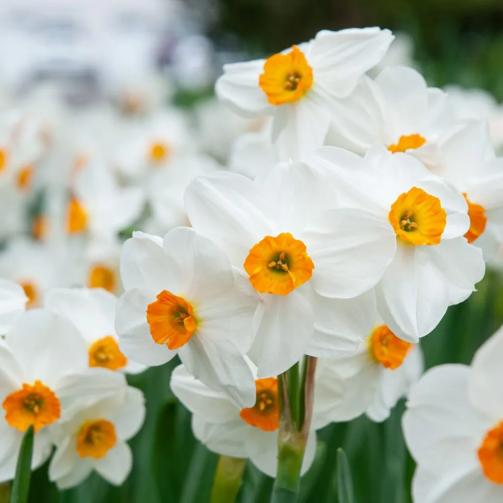 Geranium Daffodils from Colorblends