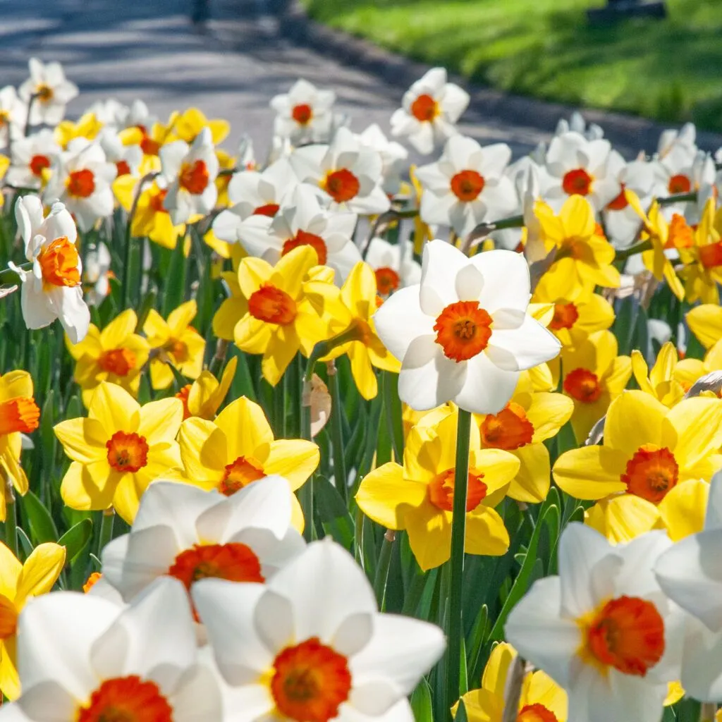 Sunshine Boys Daffodil by Colorblends