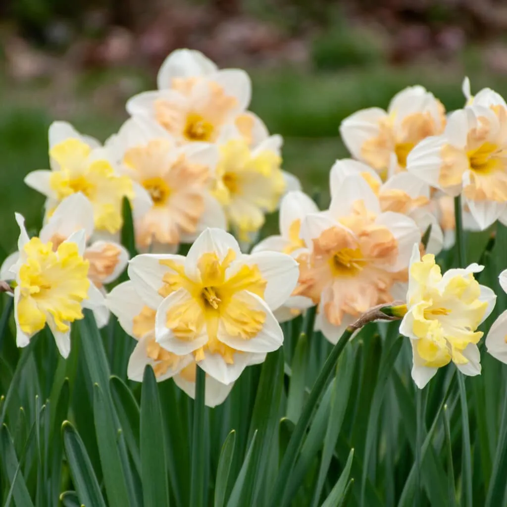 Topsy Turvy Daffodil