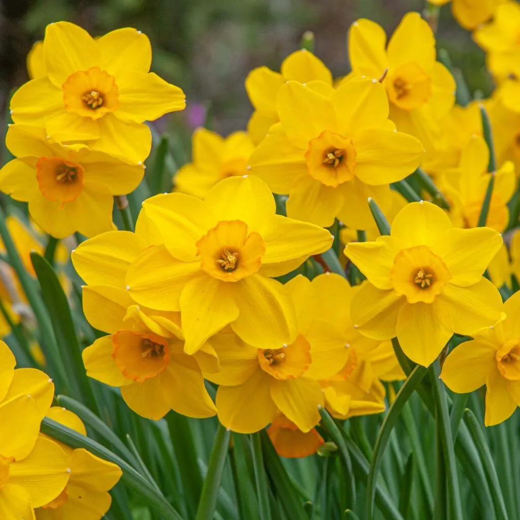 Cornish Dawn Daffodil from Colorblends