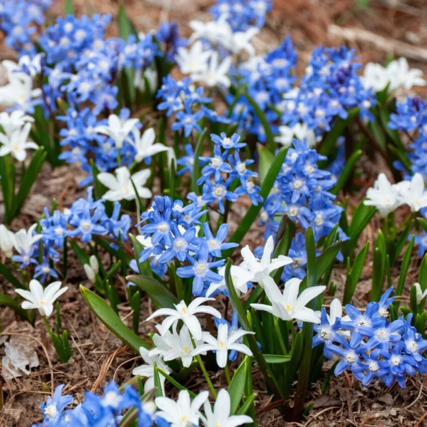 Celestial Chionodoxa from Colorblends