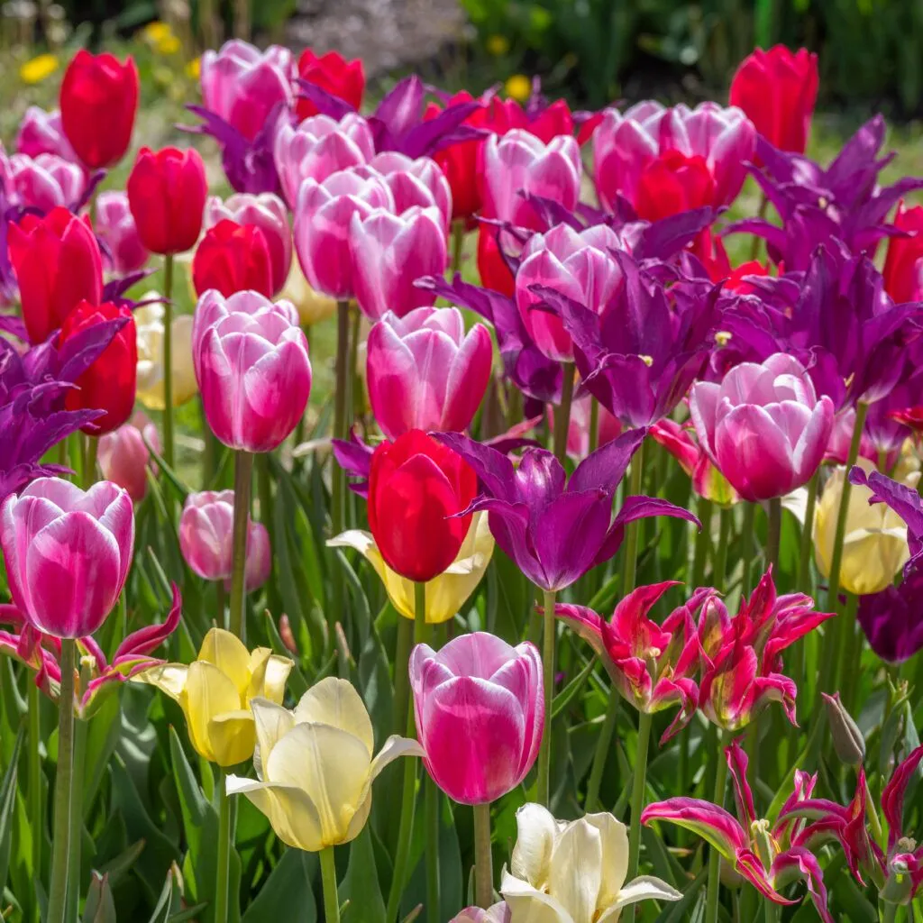 Quiet Riot Tulip Blend cropped in a square