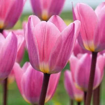 Single Tulip Bulbs | Colorblends® Flower Bulbs | Wholesale