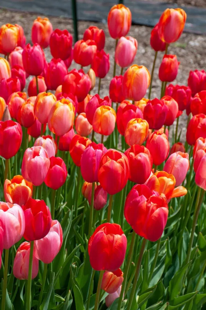 French Blend Rose Tulips growing