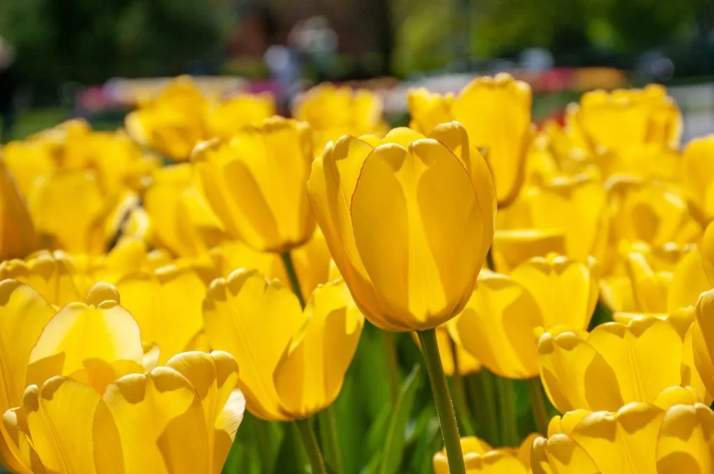Best Yellow Tulips in sun