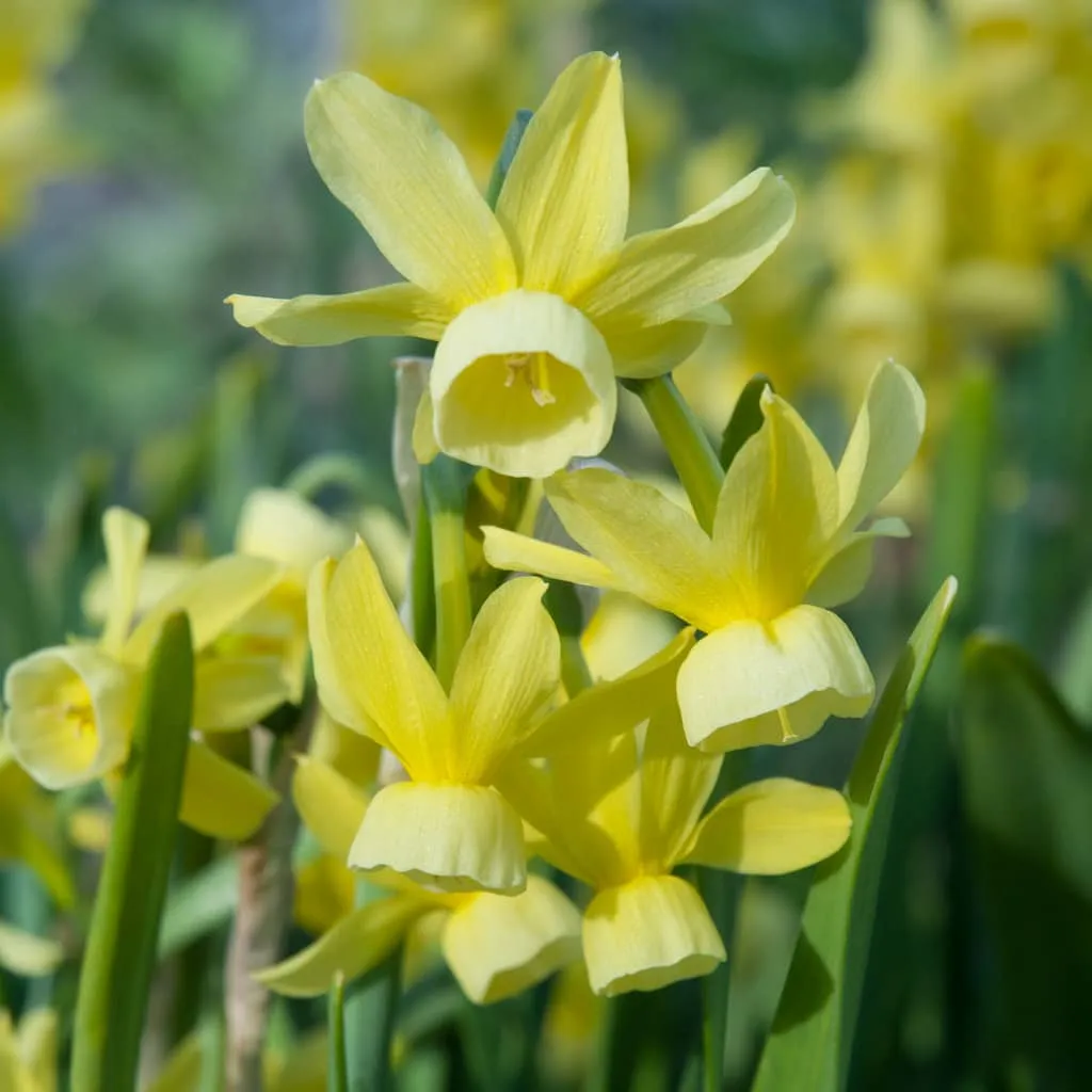 Hawera Daffodils from Colorblends