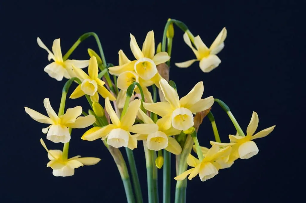 Hawera Daffodils in light